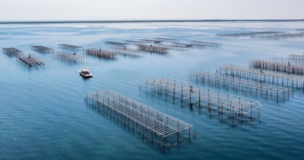 Changement climatique en Méditerranée : «L’élevage de coquillages doit évoluer, sinon la filière va mourir»