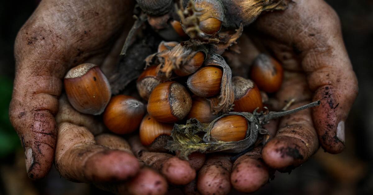 Loi Duplomb : comment la filière de la noisette est portée en étendard par les défenseurs de la réintroduction d’un pesticide toxique