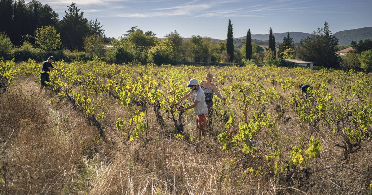 Droits de douane américains sur les produits agricoles et alimentaires : la crainte d’un «effet domino dévastateur»