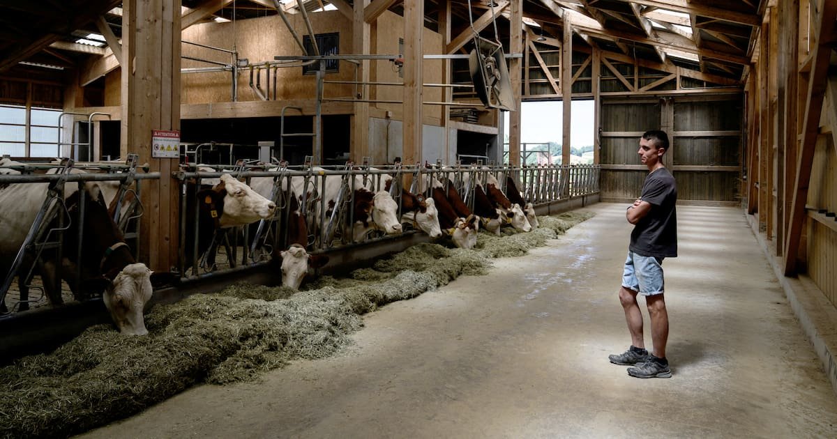 Epidémie de dermatose : en Savoie, 200 éleveurs se mobilisent pour éviter le «massacre» d’un troupeau entier de vaches