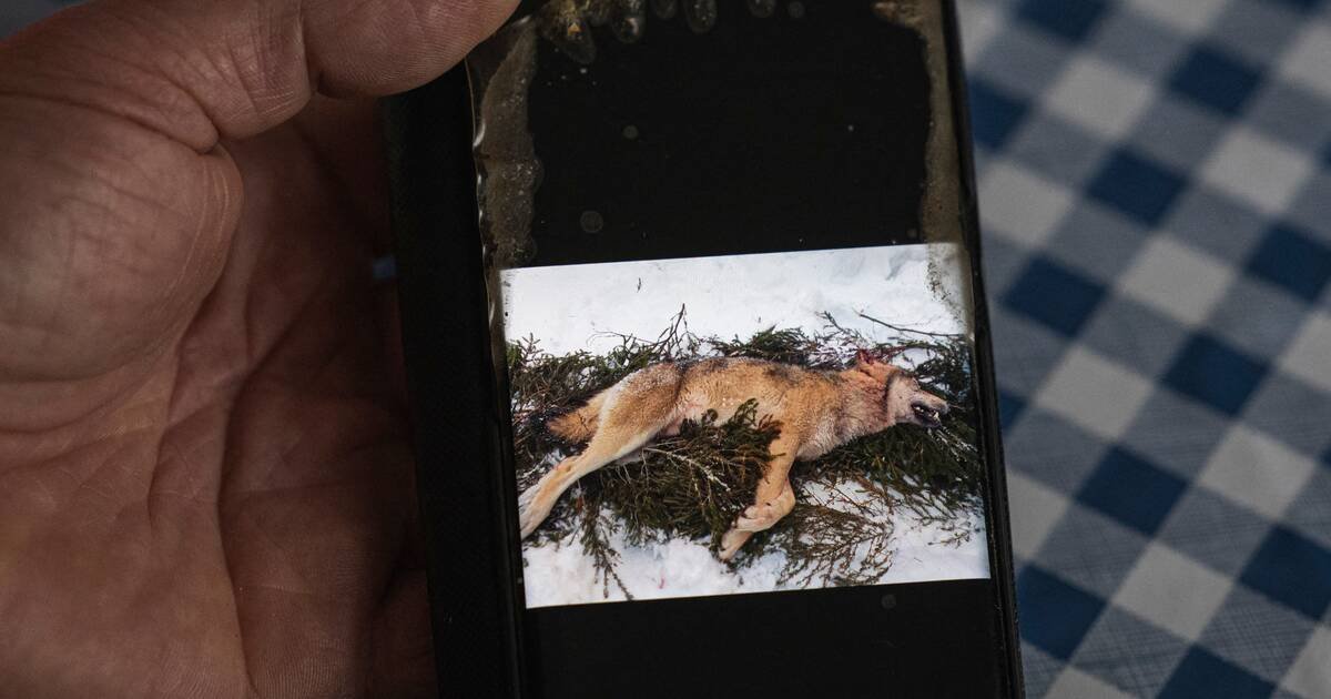 La Suède lance la chasse au loup pour réduire de moitié sa population