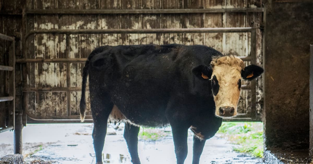 Dermatose nodulaire contagieuse : l’occasion inespérée de remettre en question l’élevage