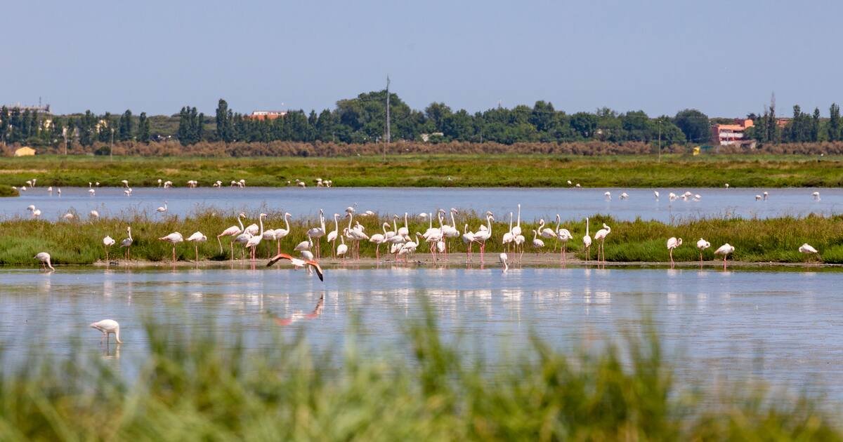 Dans le nord de l’Italie, une invasion de flamants roses ravage les cultures de riz à risotto