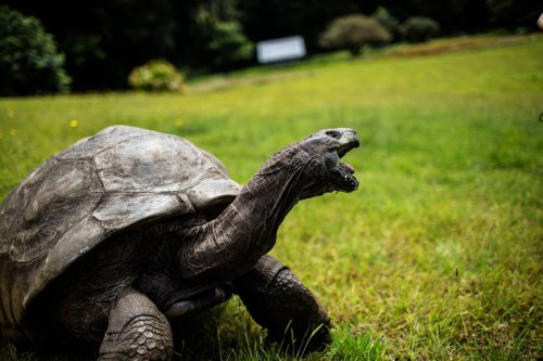L’anniversaire record de la tortue Jonathan, plus vieil animal terrestre du monde