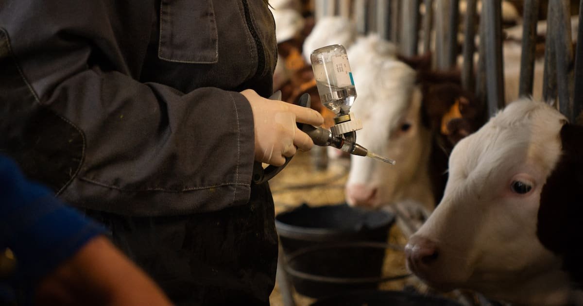 Dermatose : comment la campagne de vaccination dans le Sud-Ouest va s’organiser