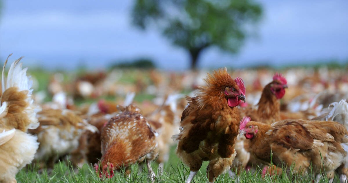 Alimentation durable : en Charente, «le poulet qu’on vend, c’est une Ferrari face à celui de supermarché»