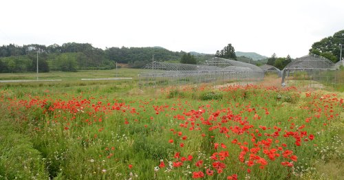 L’après Fukushima vu par Ryoko Sekiguchi : «Ce que nous disent les coquelicots»