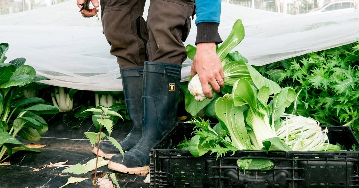Souveraineté alimentaire : pourquoi la France fait fausse route