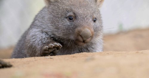 Australie : une influenceuse chasseuse américaine fuit le pays après avoir attrapé un bébé wombat