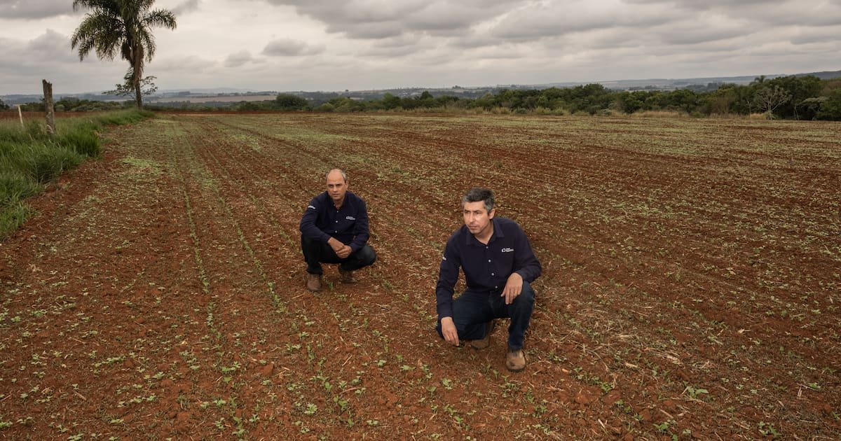 Agriculture générative au Brésil : «Je crois que nous sommes sur le bon chemin»