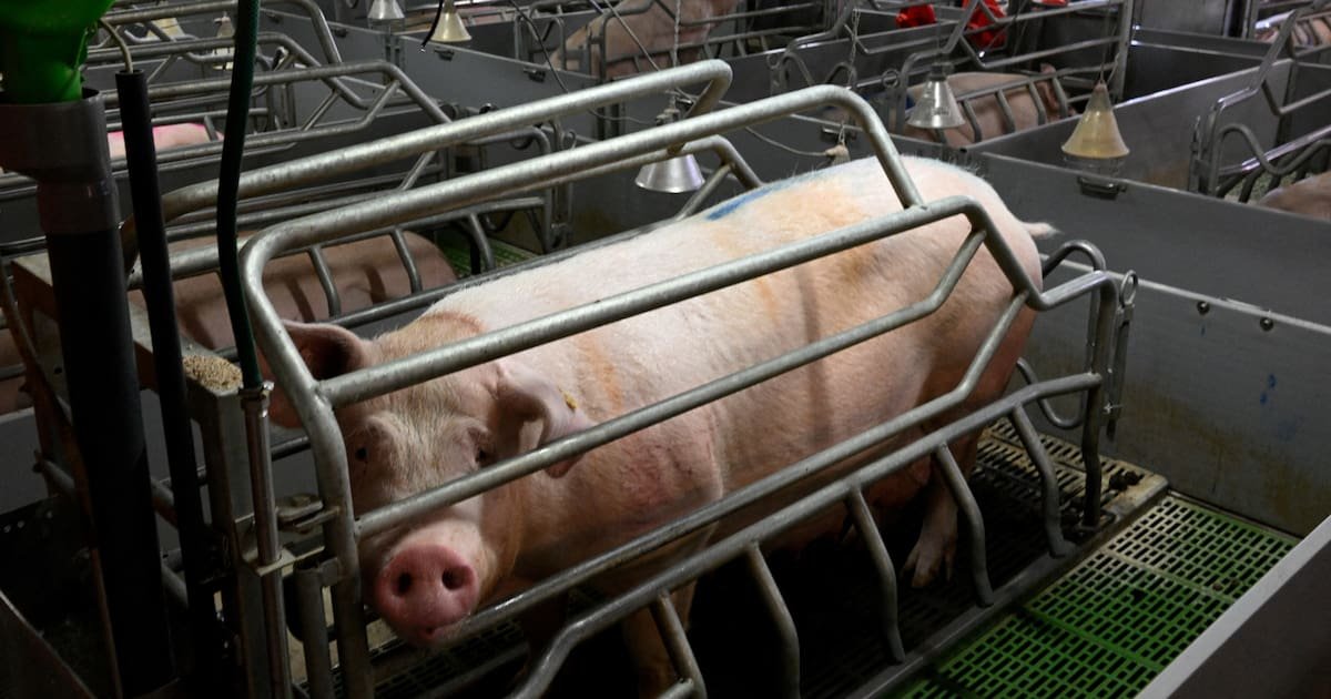 Loi Duplomb : «Ce qui se cache derrière ce texte, c’est un nouveau modèle agricole, avec des giga fermes qui s’accaparent tout»