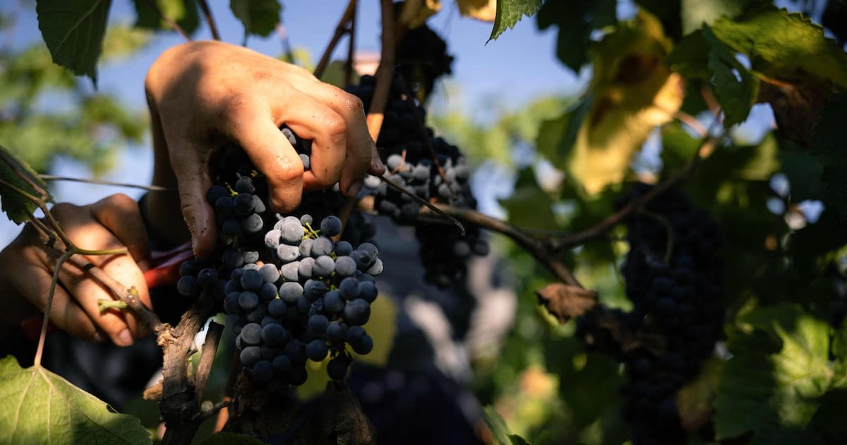 Changement climatique : des vendanges toujours plus précoces, jusqu’à quand ?