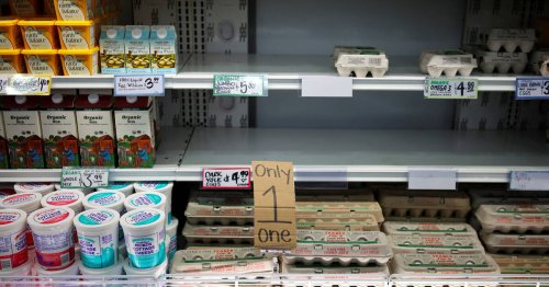 Grippe aviaire : en pleine épidémie, les Etats-Unis appellent l’Europe à l’aide