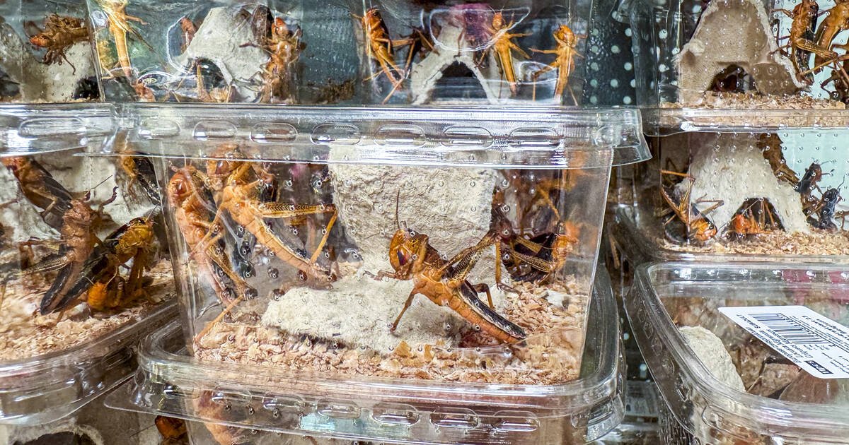 L’effet «beurk», ou l’échec des insectes comme alternative à la viande