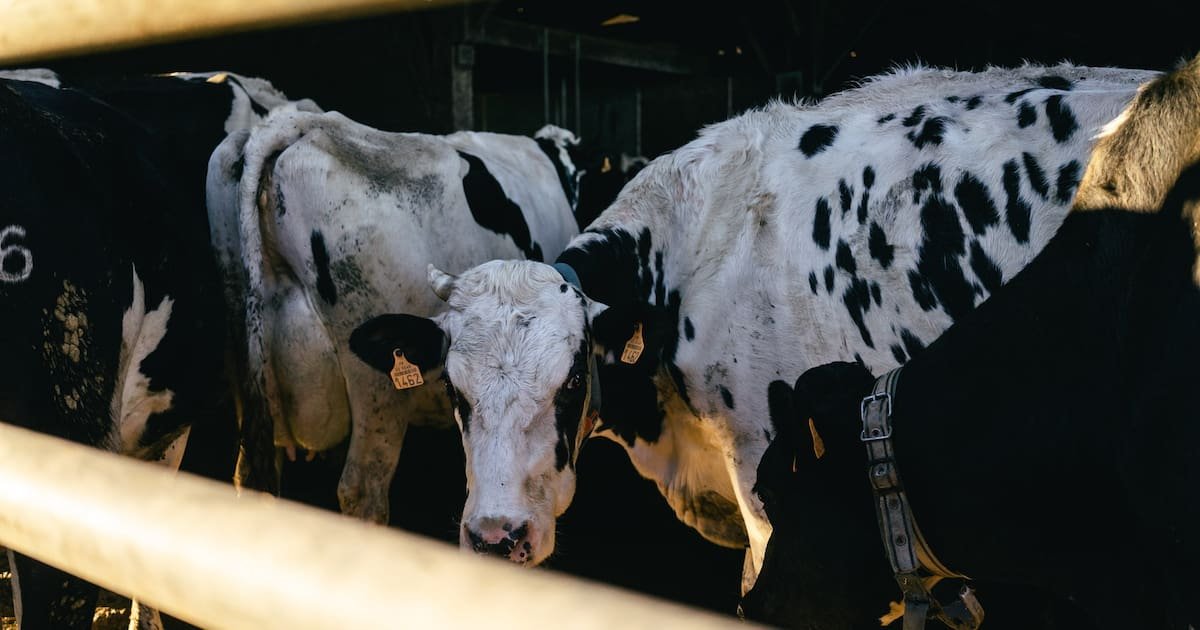 Trois éleveurs face aux épizooties : «Je ne me vois pas euthanasier tout mon troupeau»