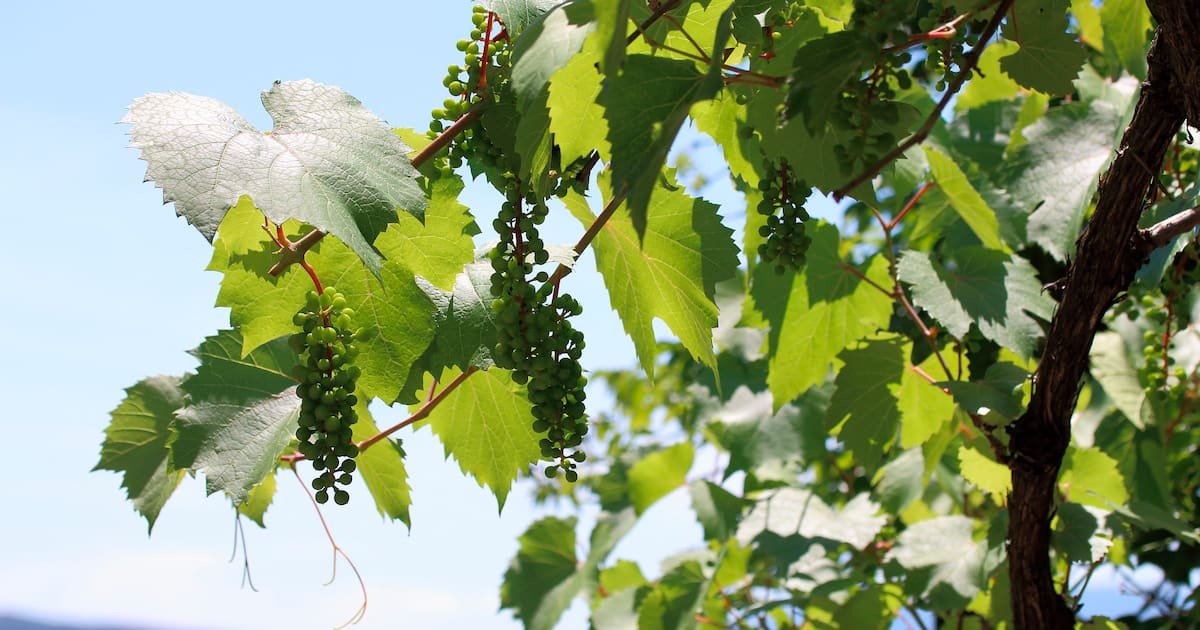 Vin : les cépages hybrides, à la croisée des chais