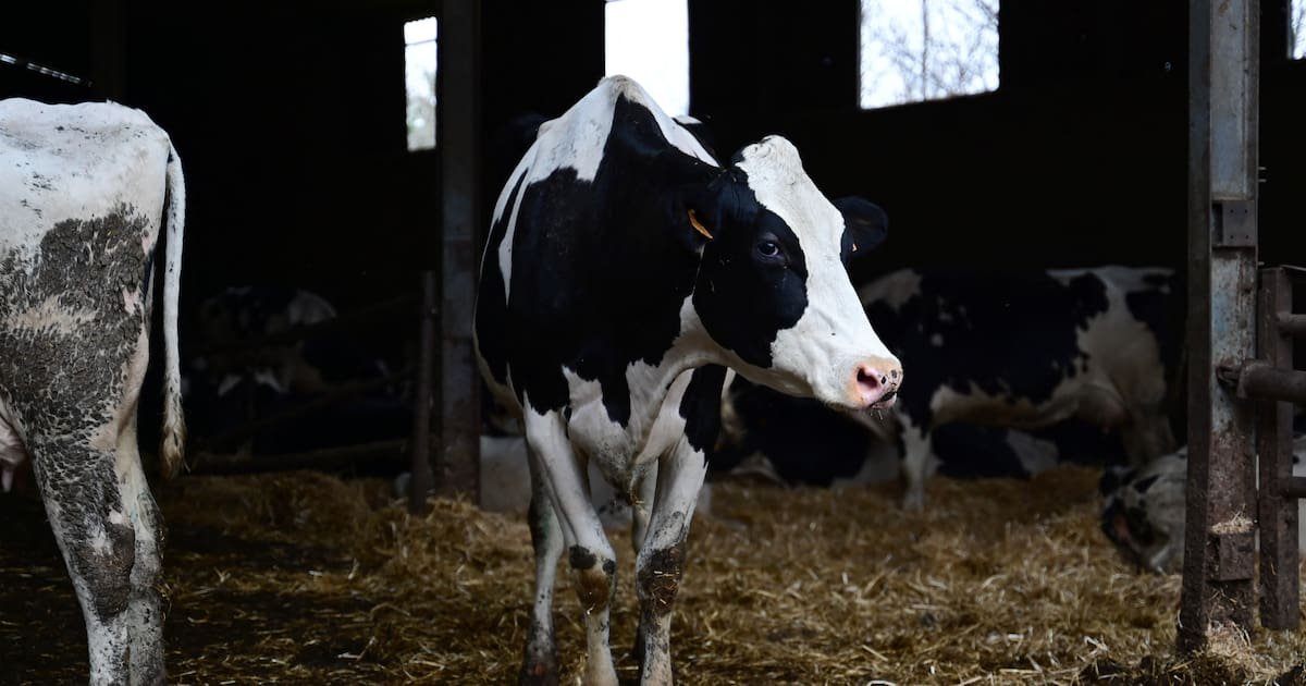 Dermatose nodulaire : un premier cas détecté en Ariège, des agriculteurs mobilisés pour empêcher l’abattage du troupeau