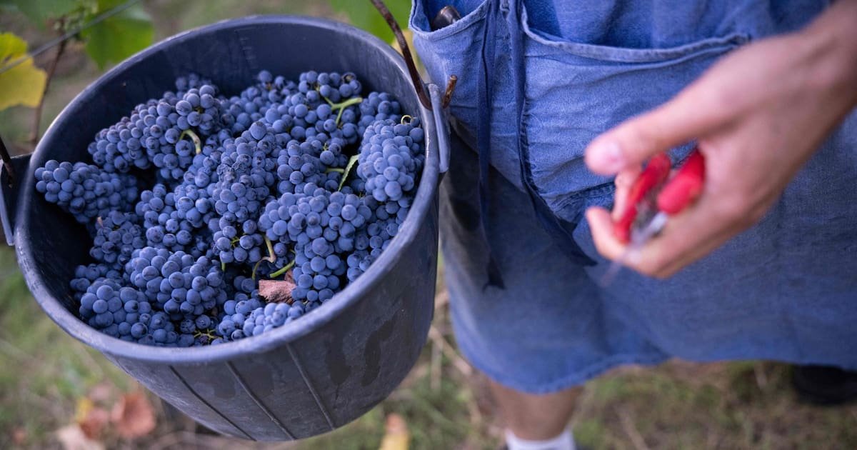 En Alsace, des vendanges particulièrement précoces : «Tout le monde s’est un peu fait surprendre»