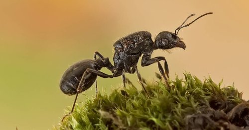 «Nous traitons cette affaire avec le même sérieux que le braconnage des éléphants» : deux Belges de 18 ans poursuivis au Kenya après avoir capturé des milliers de fourmis