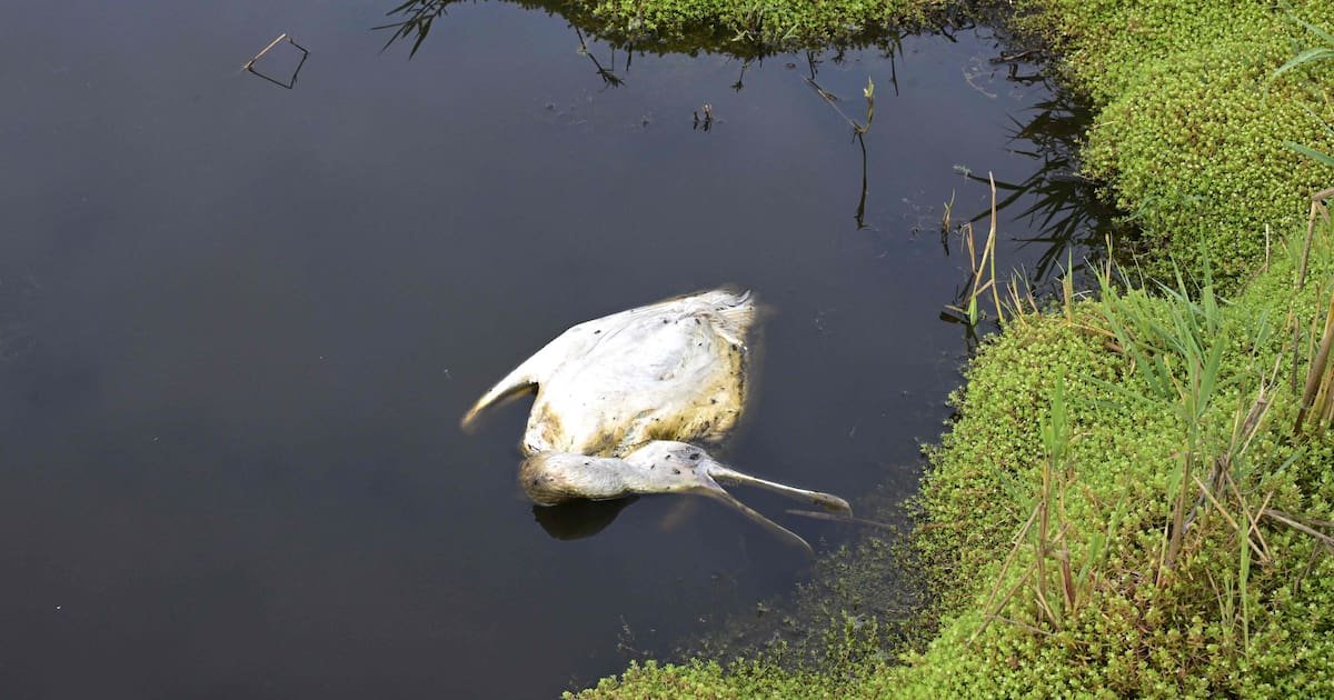 «Des oiseaux crèvent par milliers, c’est un carnage» : les marais de Loire-Atlantique meurtris par le botulisme