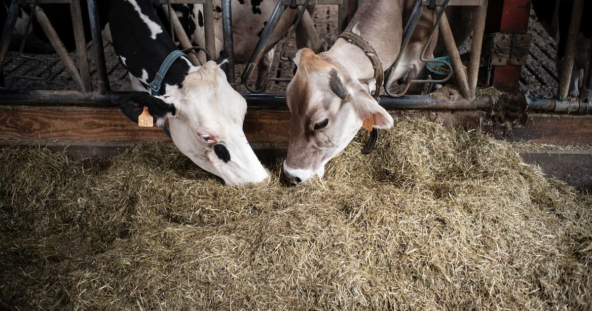 Herbe jaune, lait en baisse, caves clairsemées : dans le Cantal, la sécheresse met à mal la production de salers