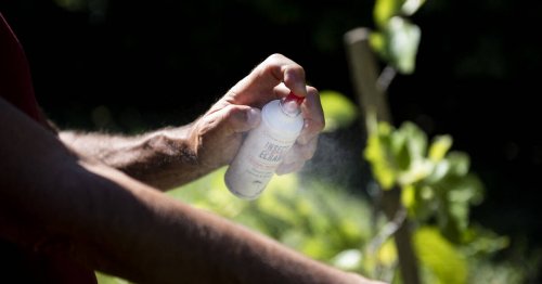Alerte sur les risques sanitaires des pyréthrinoïdes, ces insecticides présents dans les antimoustiques ou les antipoux