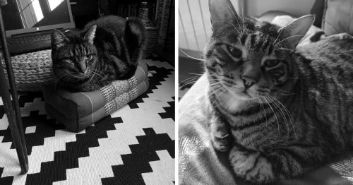 Bretagne : des chasseurs ne font pas cas des chiens qui tuent des chats