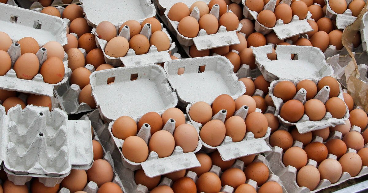 L’augmentation du prix des œufs aux Etats-Unis n’affecte pas la production française