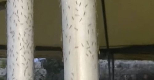 Une station balnéaire de Toscane prise d’assaut par des millions de moucherons