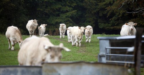 Maladie hémorragique détectée dans des élevages bovins français : ce que l’on sait