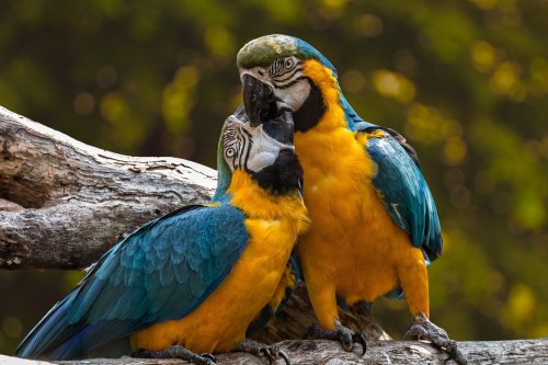 Inteligencia Animal, los loros nos asombran
