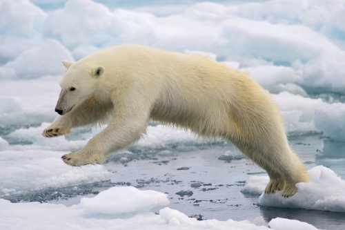 La población de osos polares crece pese a las predicciones de los calentólogos