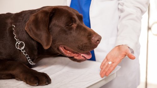 El Gobierno convierte el sistema veterinario en un caos: falta de medicamentos y retrasos de hasta 30 días