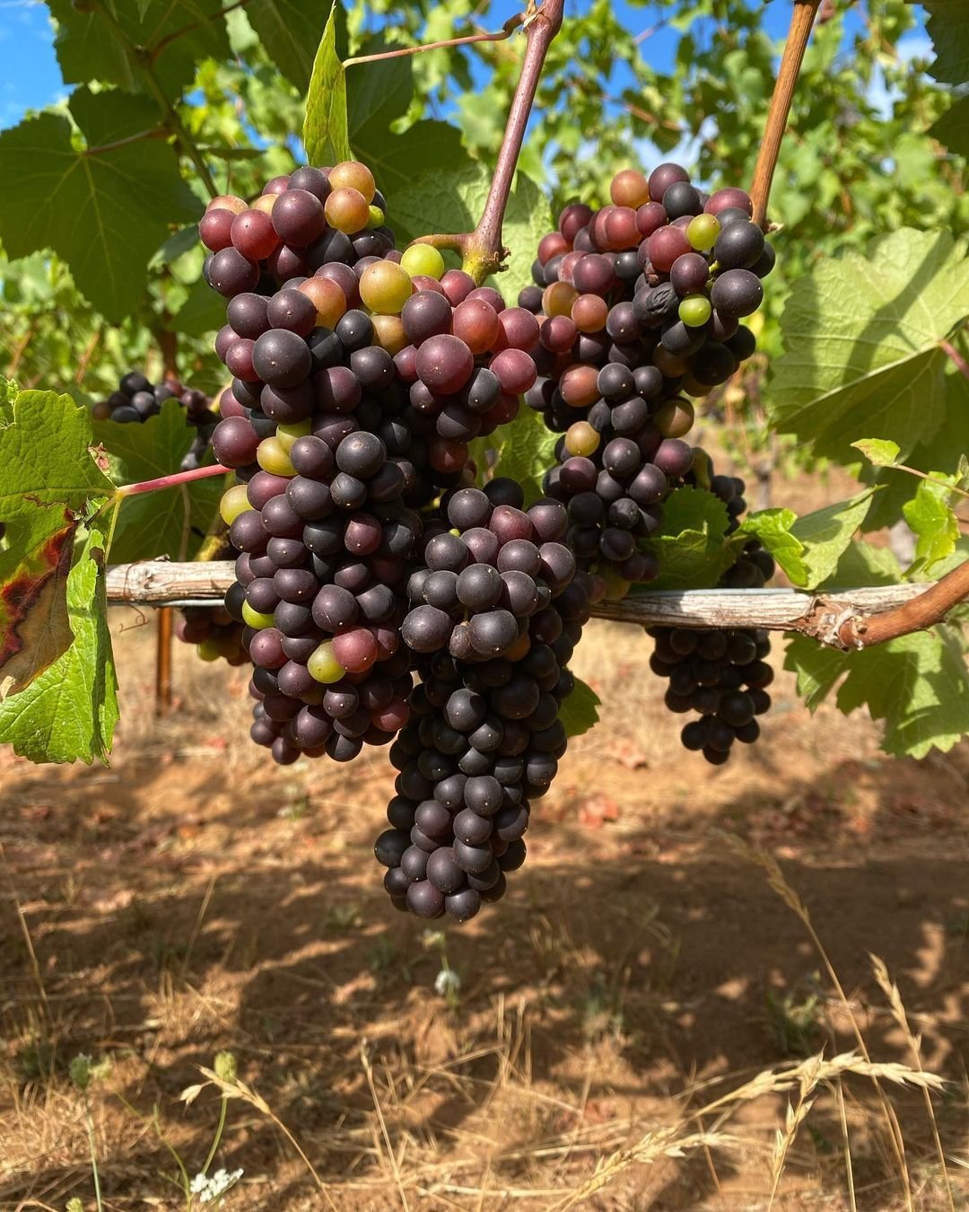 Vineyards and Wineries cover image