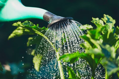 Pflanzen gießen: Die ideale Tageszeit zur Gartenbewässerung