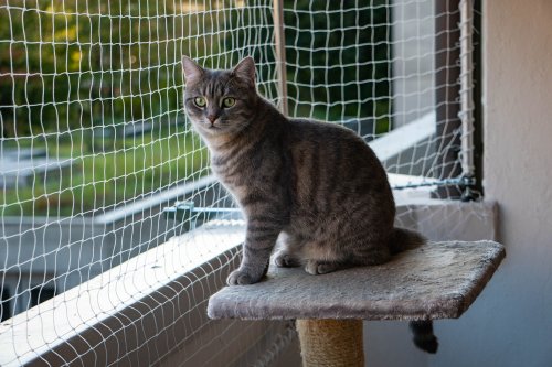 Balkonnetz Katze: Die besten Modelle im großen Check