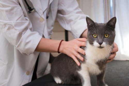 Bandwurm Katze - Symptome und Behandlungsmöglichkeiten