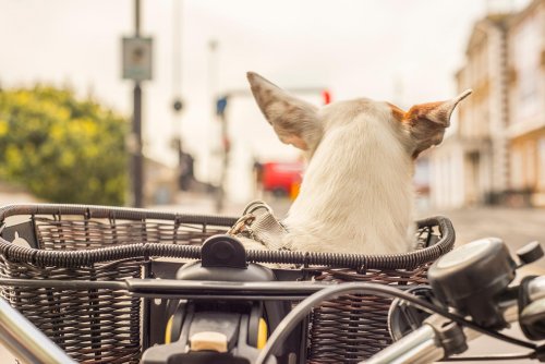 Fahrradkorb für Hunde: Das sind die besten Modelle im Check
