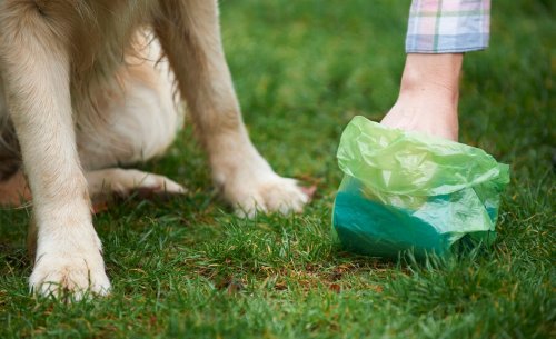 Hygienische & praktische Kotbeutelspender für Hundebesitzer