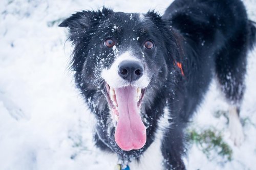 Schneegastritis beim Hund: Was tun, wenn Bello Schnee frisst?