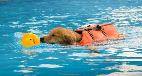 Schwimmweste für Hund: Unsere Empfehlungen für Ihren Vierbeiner