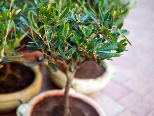 Olivenbaum überwintern: 10 Tipps zur richtigen Pflege