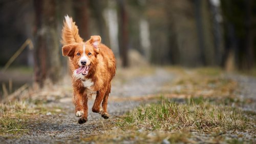 Hakenwurm beim Hund: Erkennen und richtig behandeln