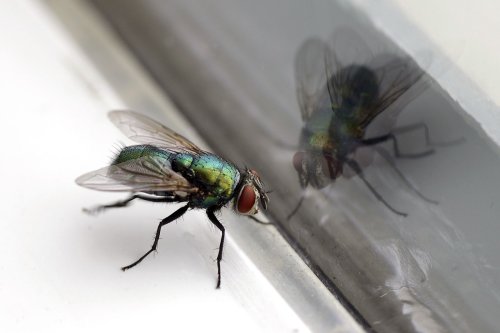 Hausmittel gegen Fliegen: So vertreiben Sie Stubenfliegen effektiv
