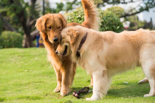 Bandwürmer beim Hund: Symptome und Behandlung