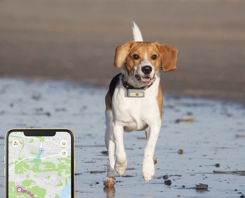 GPS-Tracker Hund: Mit diesen Geräten sind Sie sicher