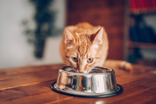 Anti-Schling-Napf Katze: Für den nimmersatten Vierbeiner