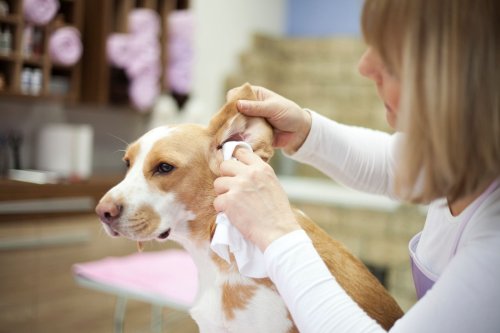 Ohrenentzündung bei Hunden: Diese Hausmittel helfen