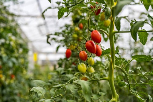 Tomaten im Gewächshau selber ziehen