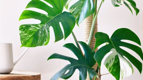 Zimmerpflanzen mit großen Blättern: Unsere Favoriten für eine exotische Oase daheim